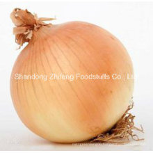 Chinese Fresh Yellow Onion and Red Onion